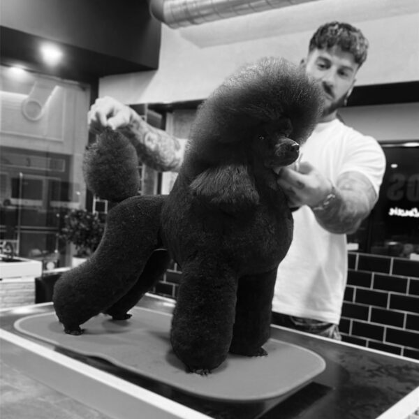 Breed-Specific Grooming Course